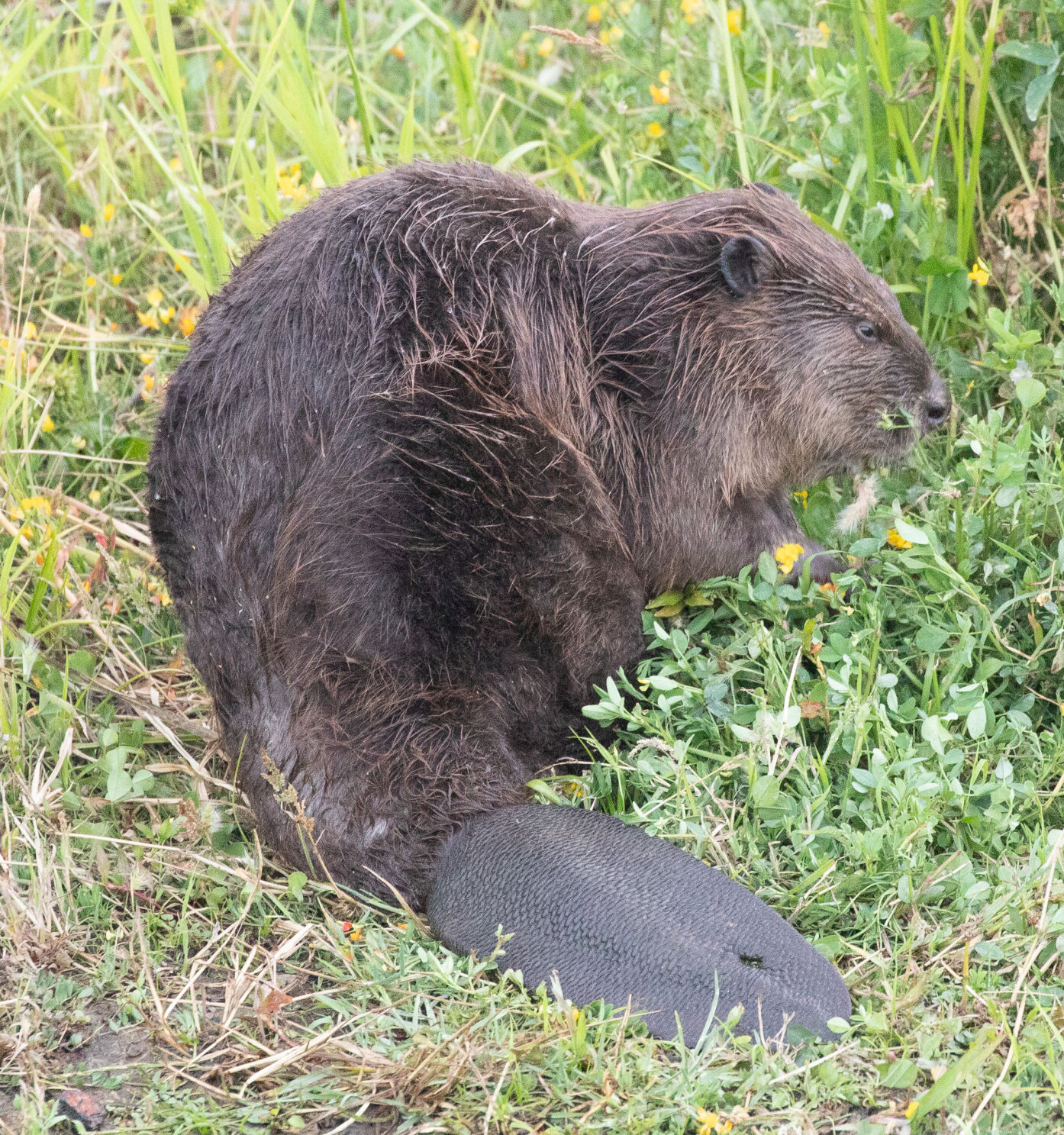 Beaver Lodge Summer 2021